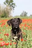 CANE CORSO 007